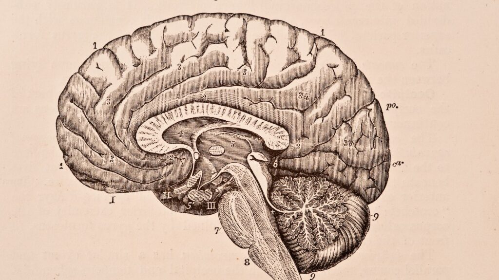 right half of the brain